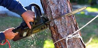 Best Tree Maintenance Programs  in Bend, OR