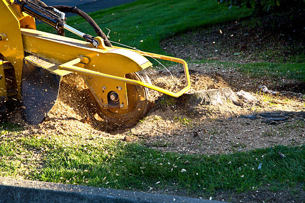 Best Hedge Trimming  in Bend, OR