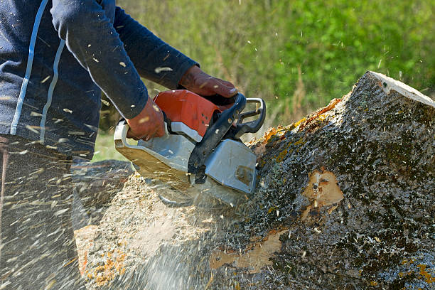 Best Tree Disease Treatment  in Bend, OR